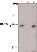 Anti-Rab27 (N-terminal) antibody produced in rabbit ~1.5&#160;mg/mL, affinity isolated antibody, buffered aqueous solution