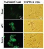 BioTracker&#8482; Green Lipid Peroxide Live Cell Ferroptosis Indicator