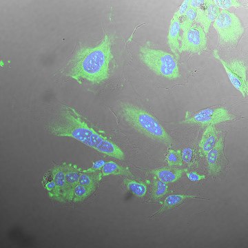 BioTracker MultiTASQ G-Quadruplex (G4) Cell Probe