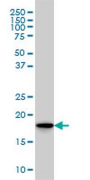 Anti-SKP1A Mouse mAb (1H8) liquid, clone 1H8, Calbiochem&#174;