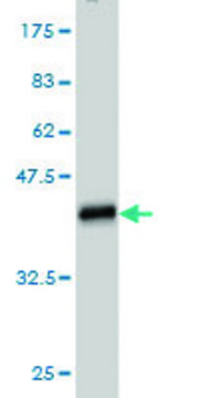 Monoclonal Anti-NMNAT2 antibody produced in mouse clone 2E4, purified immunoglobulin, buffered aqueous solution