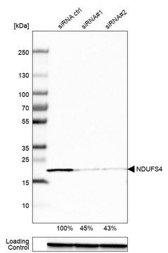 Anti-NDUFS4 antibody produced in rabbit Prestige Antibodies&#174; Powered by Atlas Antibodies, affinity isolated antibody, buffered aqueous glycerol solution