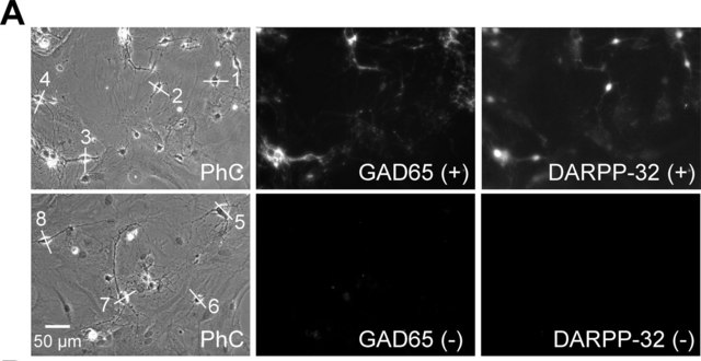 Anti-Glutamate Decarboxylase Antibody, 65 kDa isoform, clone GAD-6 clone GAD-6, Chemicon&#174;, from mouse