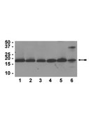 Anti-Histone H3 Antibody, CT, pan, clone A3S, rabbit monoclonal clone A3S, Upstate&#174;, from rabbit