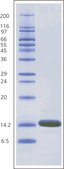Lysozyme from chicken egg white BioUltra, lyophilized powder, &#8805;98% (SDS-PAGE), &#8805;40,000&#160;units/mg protein