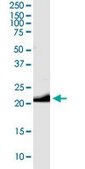 Anti-GCG antibody produced in rabbit purified immunoglobulin, buffered aqueous solution