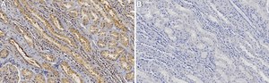 Anti-ATG3 Antibody, clone 3M21 ZooMAb&#174; Rabbit Monoclonal recombinant, expressed in HEK 293 cells