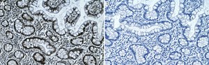 Anti-PPAR&#945; Antibody, clone 4G22 ZooMAb&#174; Rabbit Monoclonal recombinant, expressed in HEK 293 cells