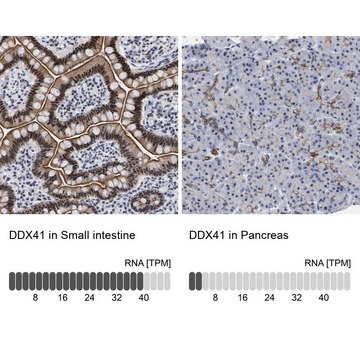 Anti-DDX41 antibody produced in rabbit Prestige Antibodies&#174; Powered by Atlas Antibodies, affinity isolated antibody, buffered aqueous glycerol solution