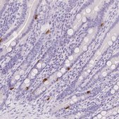 Anti-SLC18A1 antibody produced in rabbit Prestige Antibodies&#174; Powered by Atlas Antibodies, affinity isolated antibody