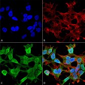 Monoclonal Anti-Neuroligin 3 antibody produced in mouse clone S110-29, purified immunoglobulin