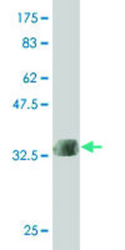 ANTI-LMTK3 antibody produced in mouse clone 5A10, purified immunoglobulin, buffered aqueous solution