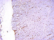 Anti-NMDAR1 Antibody, clone 54.1 clone 54.1, Chemicon&#174;, from mouse