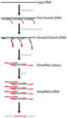 Complete Whole Transcriptome Amplification Kit DNA polymerase included, Complete Kit with optimized enzyme to amplify total RNA in &lt;4 hours, no 3&#8242; bias