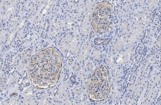 Anti-CRB3A Antibody, clone 1E6 clone 1E6, from rat