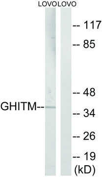 Anti-GHITM antibody produced in rabbit affinity isolated antibody