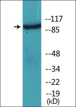 Anti-phospho-IL-4R/CD124 (pTyr497) antibody produced in rabbit affinity isolated antibody