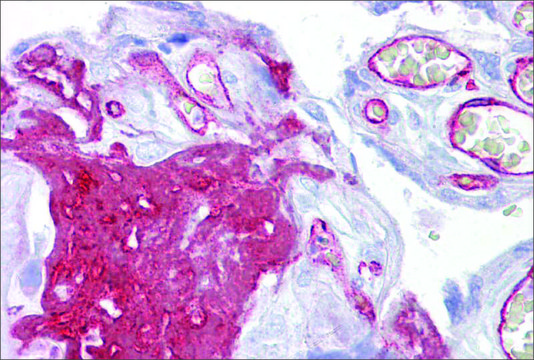 Anti-FGG antibody produced in rabbit affinity isolated antibody