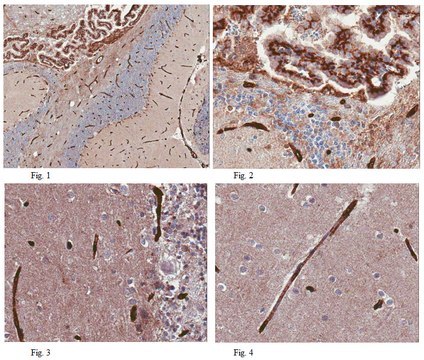 Anti-GLUT1 (CT) Antibody, clone 5B12.3 clone 5B12.3, from mouse