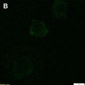 Anti-CXCL9/MIG Antibody, clone 1H13 ZooMAb&#174; Rabbit Monoclonal recombinant, expressed in HEK 293 cells