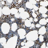 Anti-SIGLEC5 antibody produced in rabbit Prestige Antibodies&#174; Powered by Atlas Antibodies, affinity isolated antibody, buffered aqueous glycerol solution