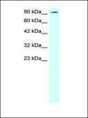 Anti-KIF5B (AB1) antibody produced in rabbit affinity isolated antibody