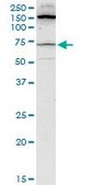 Monoclonal Anti-BLK antibody produced in mouse clone 3E5-3A8, purified immunoglobulin, buffered aqueous solution