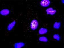 Monoclonal Anti-FASLG antibody produced in mouse clone 2G9-G8, purified immunoglobulin, buffered aqueous solution