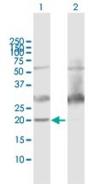 Anti-ATP5H antibody produced in mouse IgG fraction of antiserum, buffered aqueous solution