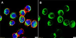 Anti-CD86 Antibody, clone 2H2 ZooMAb&#174; Rabbit Monoclonal recombinant, expressed in HEK 293 cells