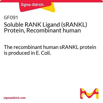 Soluble RANK Ligand (sRANKL) Protein, Recombinant human The recombinant human sRANKL protein is produced in E. Coli.