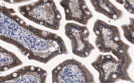 Anti-ErbB-3/HER3 Antibody, clone 1C8 ZooMAb&#174; Rabbit Monoclonal recombinant, expressed in HEK 293 cells