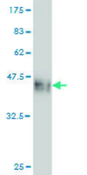 Monoclonal Anti-CDX4 antibody produced in mouse clone 2F8, purified immunoglobulin, buffered aqueous solution