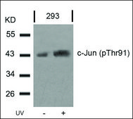 Anti-phospho-JUN (pThr91) antibody produced in rabbit affinity isolated antibody