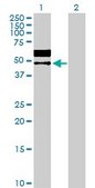 Anti-LGMN antibody produced in rabbit purified immunoglobulin, buffered aqueous solution