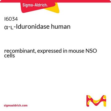 &#945;-L-Iduronidase human recombinant, expressed in mouse NSO cells