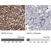Anti-DECR1 antibody produced in rabbit Prestige Antibodies&#174; Powered by Atlas Antibodies, affinity isolated antibody, buffered aqueous glycerol solution, Ab1