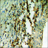 Anti-phospho-Synapsin1 (pSer605) antibody produced in rabbit affinity isolated antibody