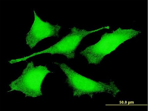 Monoclonal Anti-PRDM4 antibody produced in mouse clone 3C4, purified immunoglobulin, buffered aqueous solution