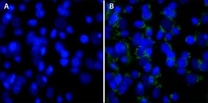 DAPI, dilactate &#8805;98% (HPLC)