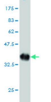 Monoclonal Anti-CYorf15B antibody produced in mouse clone 2F5, purified immunoglobulin, buffered aqueous solution