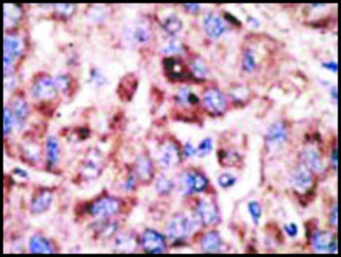 Anti-Mouse Tlr2 (C-term) antibody produced in rabbit IgG fraction of antiserum, buffered aqueous solution