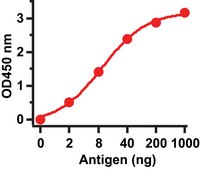 Anti-SARS-CoV Matrix antibody produced in rabbit affinity isolated antibody