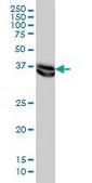 Monoclonal Anti-MAPK3, (C-terminal) antibody produced in mouse clone 1B1, purified immunoglobulin, buffered aqueous solution
