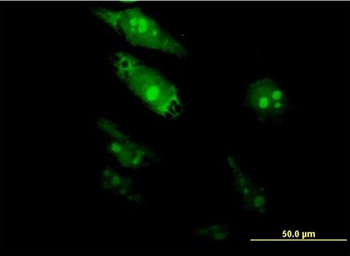 Monoclonal Anti-TGIF2, (C-terminal) antibody produced in mouse clone 6A8, purified immunoglobulin, buffered aqueous solution