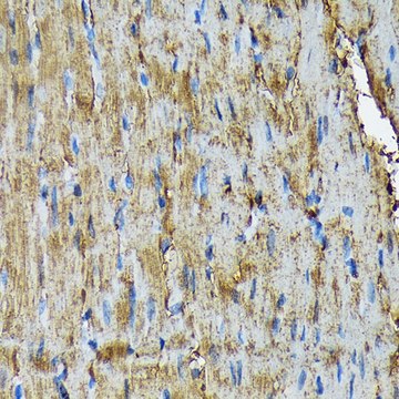 Anti-HSP20/HSPB6 antibody produced in rabbit