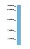 Anti-MYC, (N-terminal) antibody produced in rabbit affinity isolated antibody