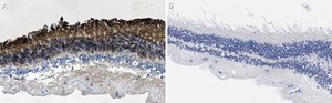 Anti-Rhodopsin CT Antibody, clone Rho 1D4 ZooMAb&#174; Mouse Monoclonal recombinant, expressed in HEK 293 cells