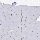 Anti-SELPLG antibody produced in rabbit Prestige Antibodies&#174; Powered by Atlas Antibodies, affinity isolated antibody, buffered aqueous glycerol solution