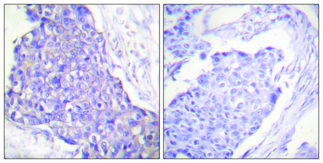 Anti-CD40 antibody produced in rabbit affinity isolated antibody